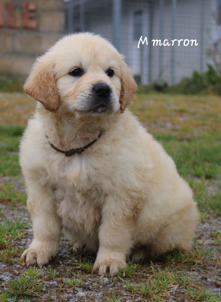 De La Colline D'Eole - Chiot disponible  - Golden Retriever