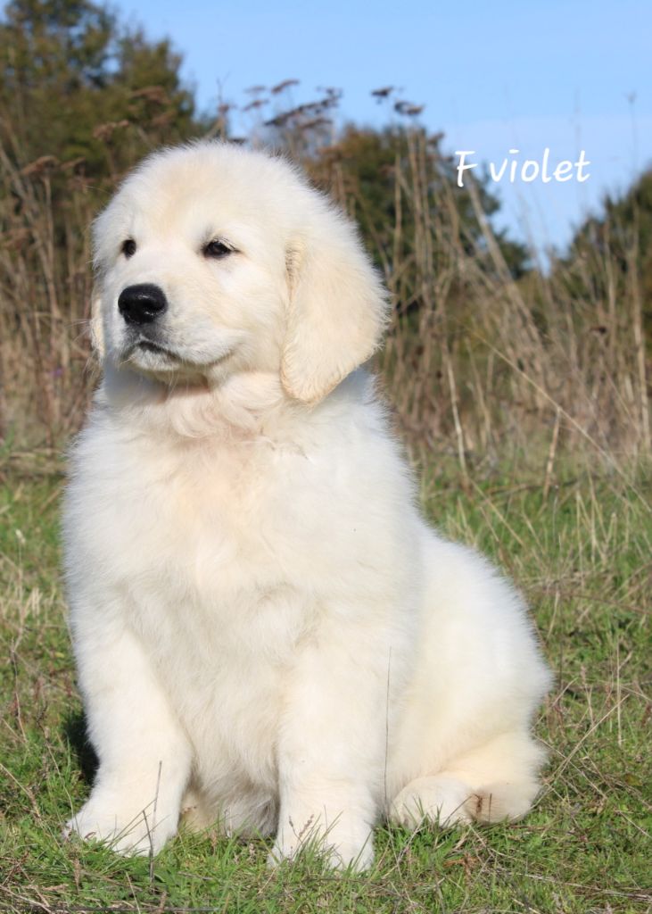 De La Colline D'Eole - Chiot disponible  - Golden Retriever