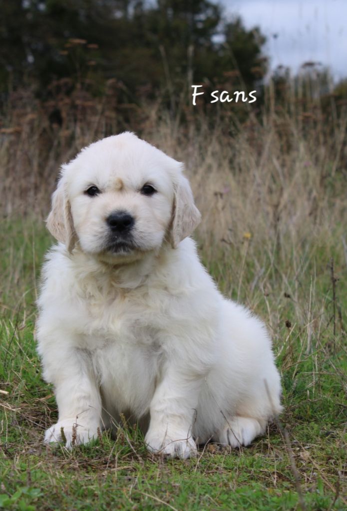 De La Colline D'Eole - Chiot disponible  - Golden Retriever