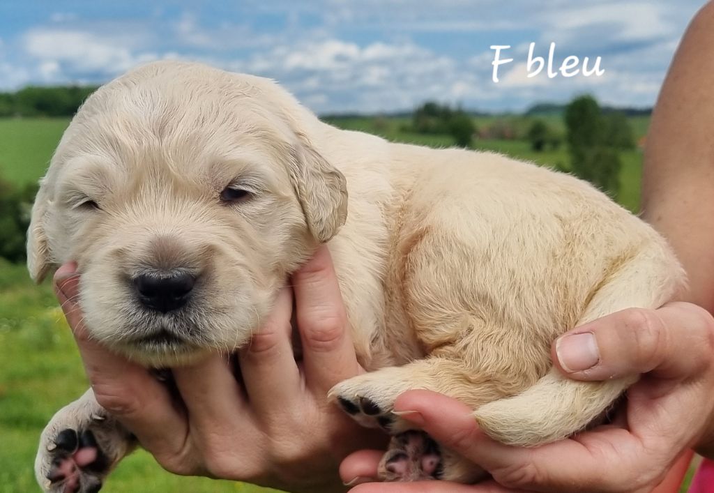 De La Colline D'Eole - Chiot disponible  - Golden Retriever