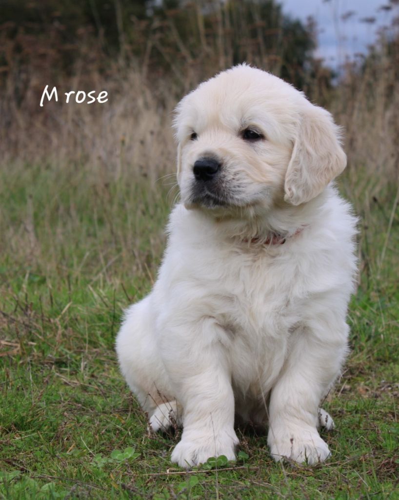 De La Colline D'Eole - Chiot disponible  - Golden Retriever