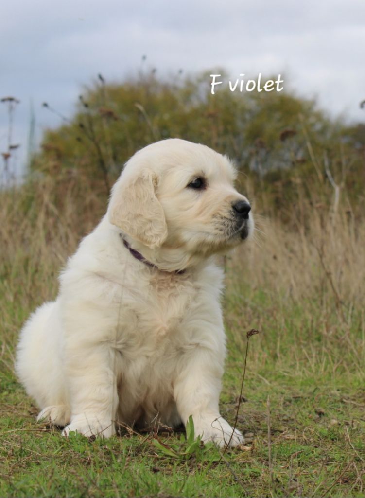 De La Colline D'Eole - Chiot disponible  - Golden Retriever