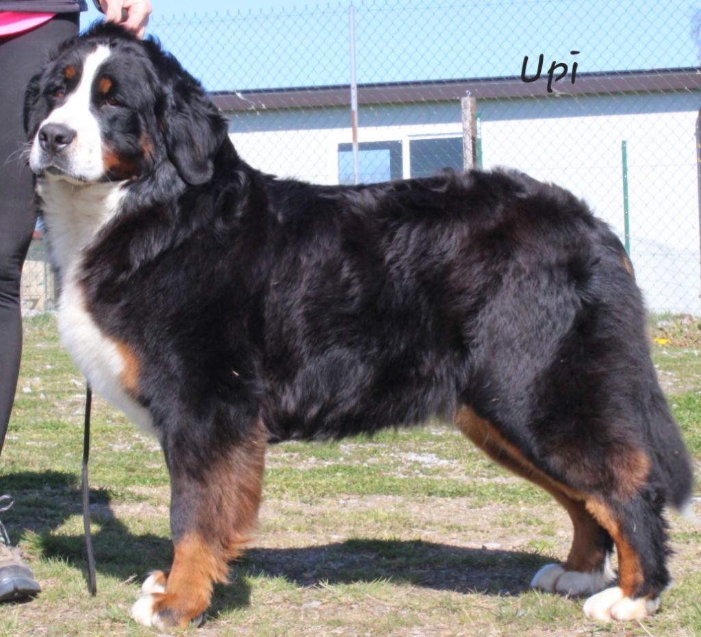 U pi dansons la carioca  De La Colline D'Eole