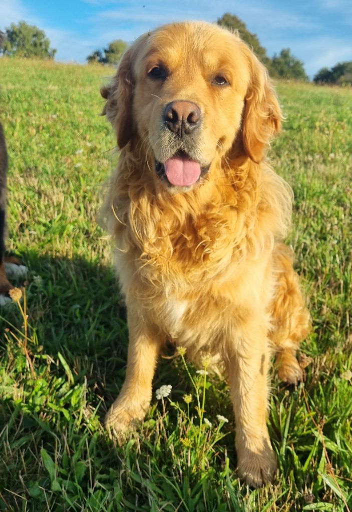 Sirius black de Hareswith
