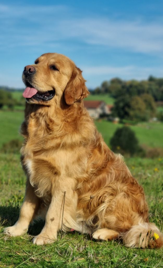 Sirius black de Hareswith