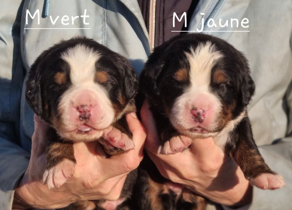 De La Colline D'Eole - Chiots disponibles - Bouvier Bernois