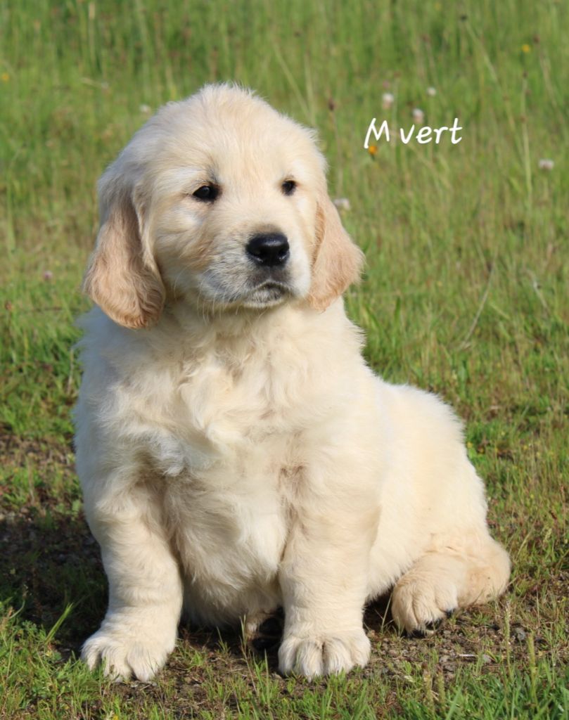 De La Colline D'Eole - Chiots disponibles - Golden Retriever