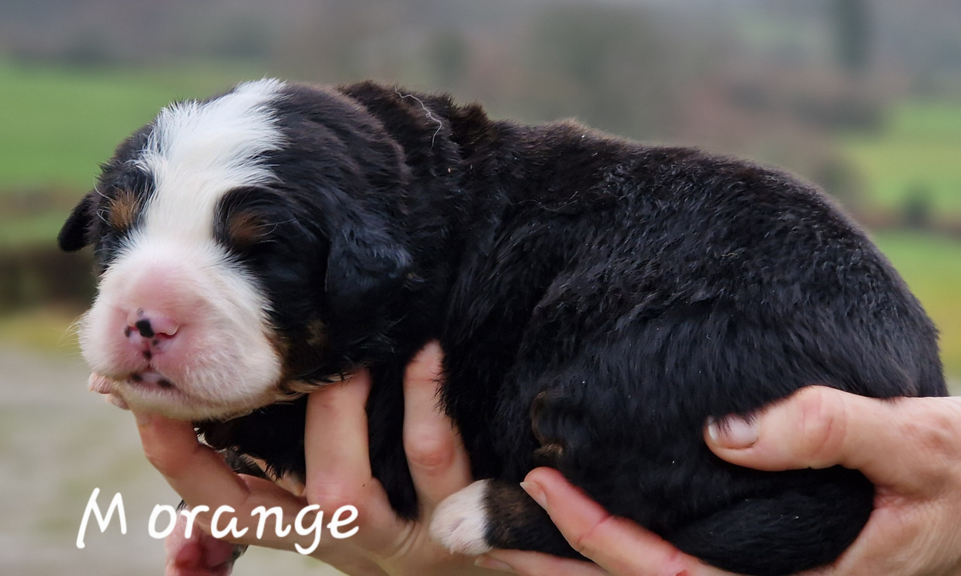 De La Colline D'Eole - Chiots disponibles - Bouvier Bernois