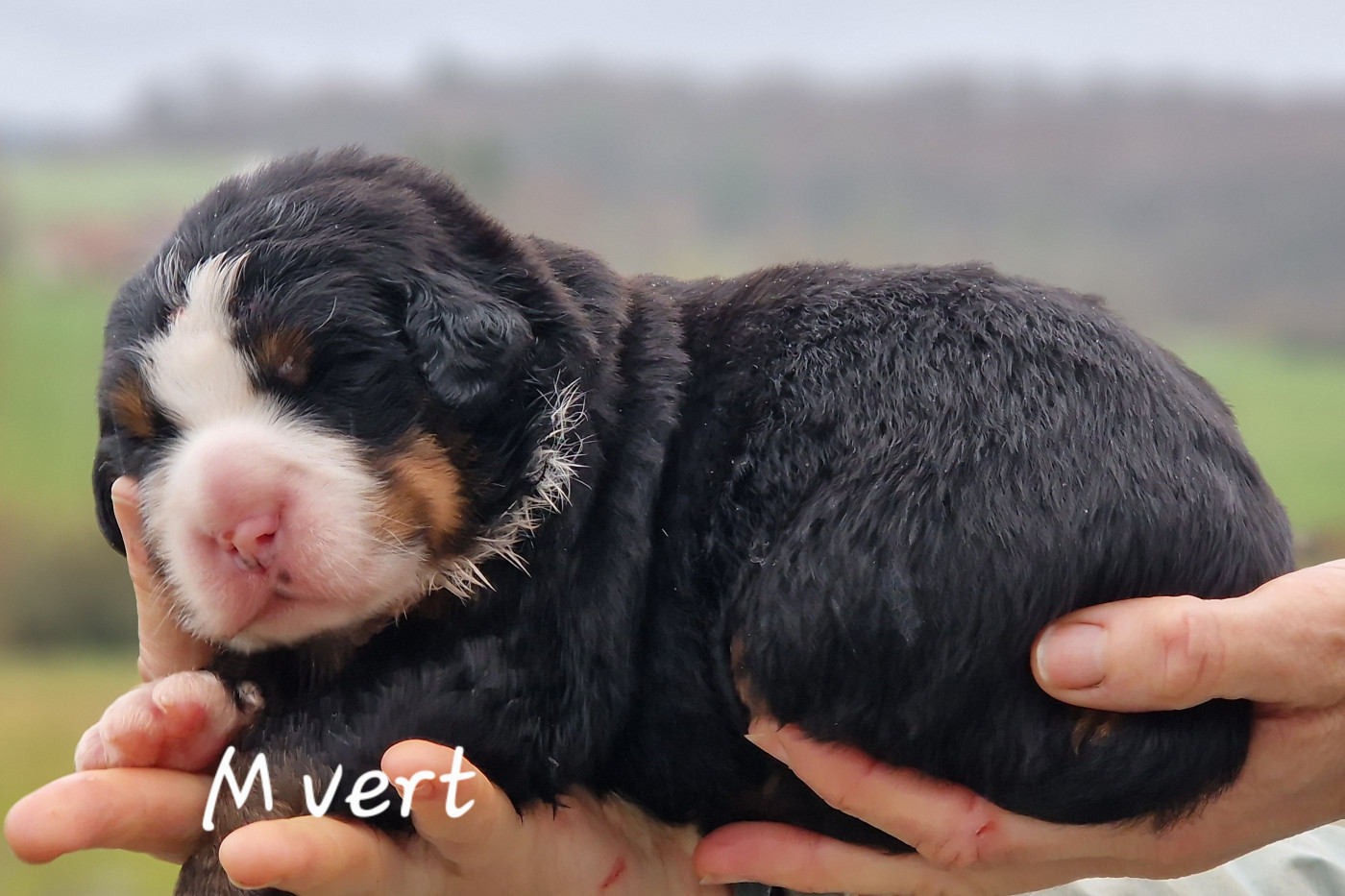 De La Colline D'Eole - Chiots disponibles - Bouvier Bernois