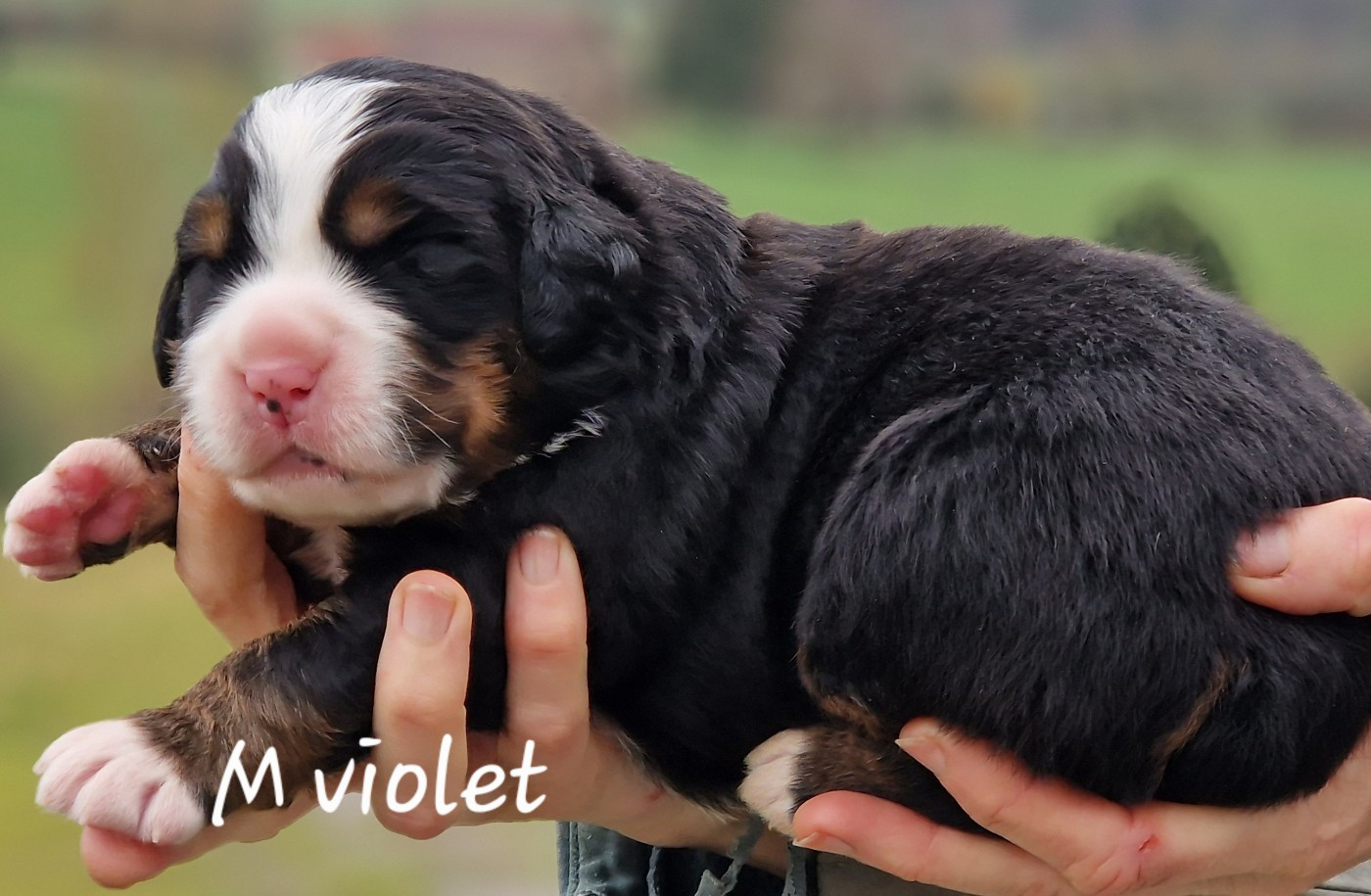 De La Colline D'Eole - Chiots disponibles - Bouvier Bernois