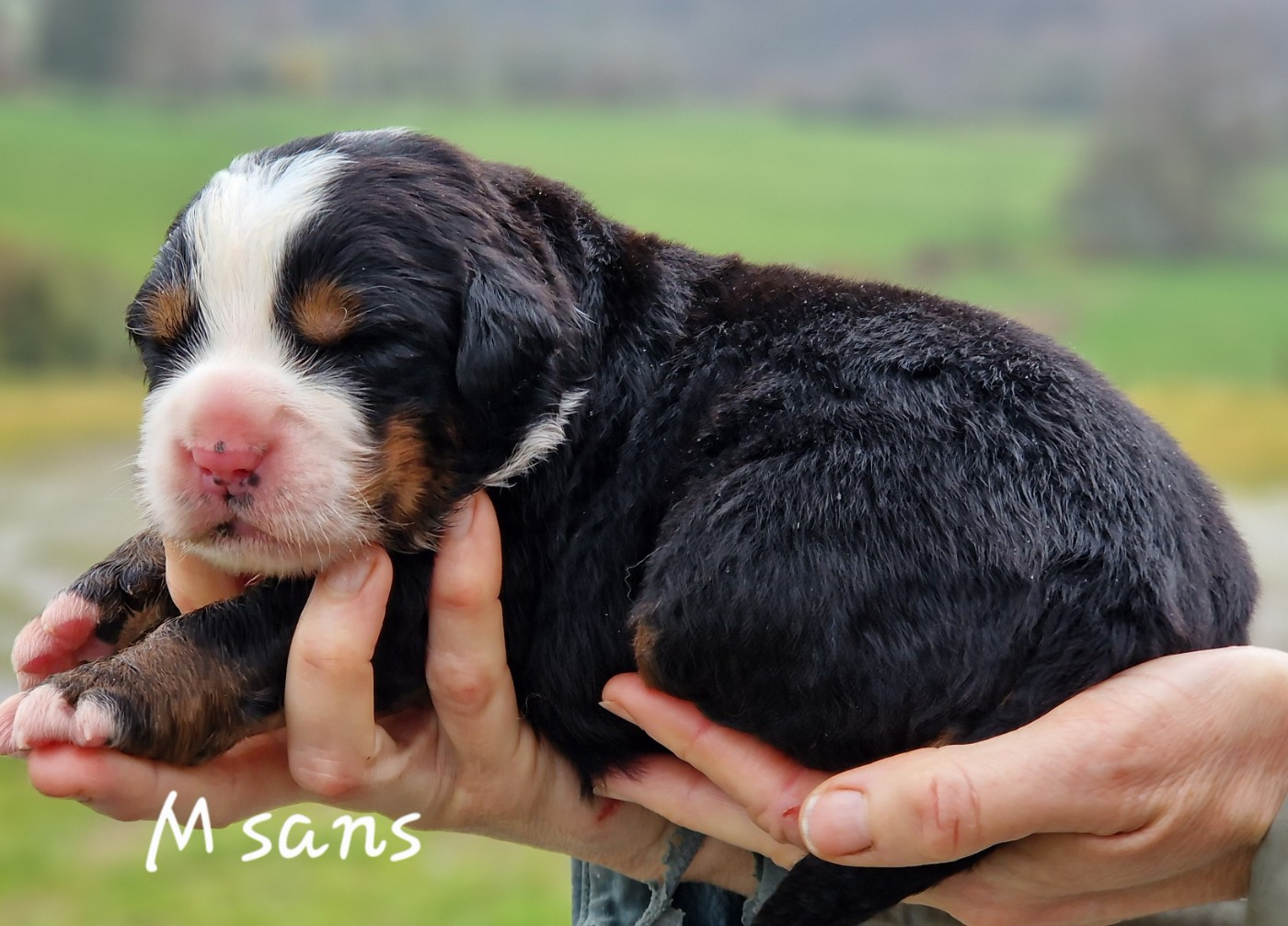 De La Colline D'Eole - Chiots disponibles - Bouvier Bernois