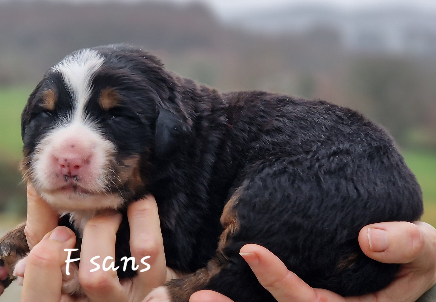 De La Colline D'Eole - Chiots disponibles - Bouvier Bernois
