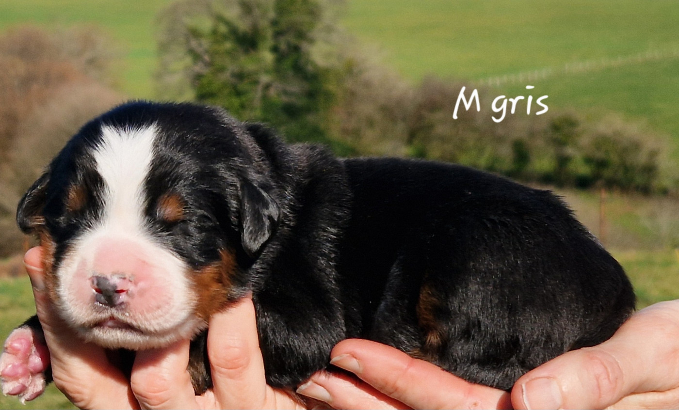 De La Colline D'Eole - Chiots disponibles - Bouvier Bernois