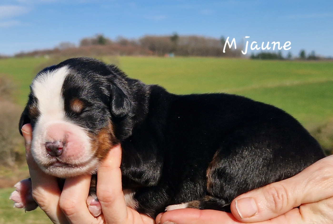 De La Colline D'Eole - Chiots disponibles - Bouvier Bernois