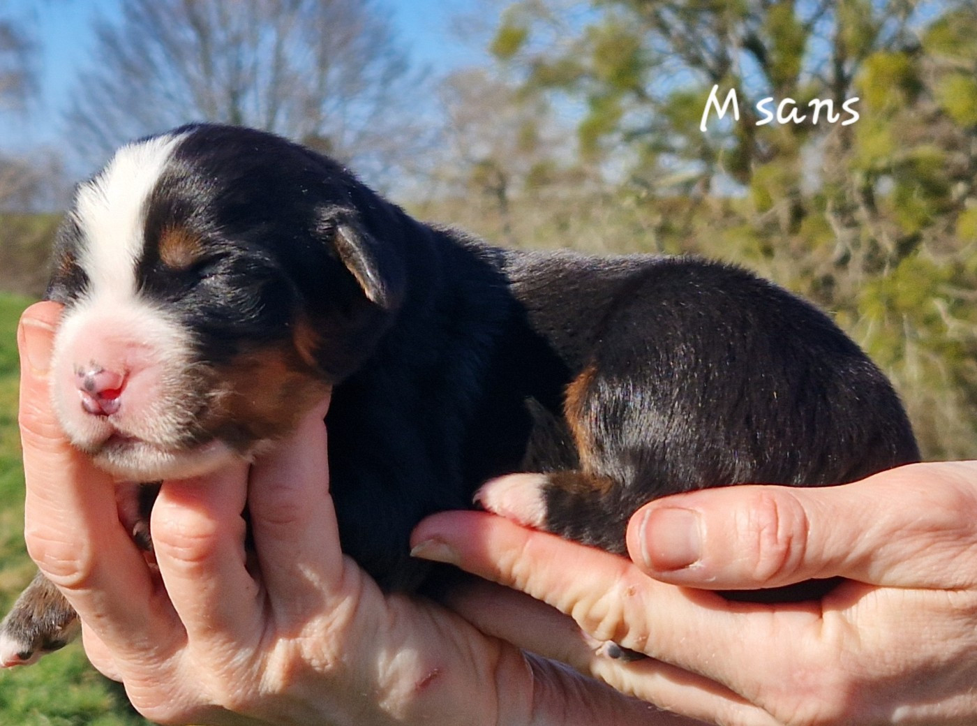 De La Colline D'Eole - Chiots disponibles - Bouvier Bernois