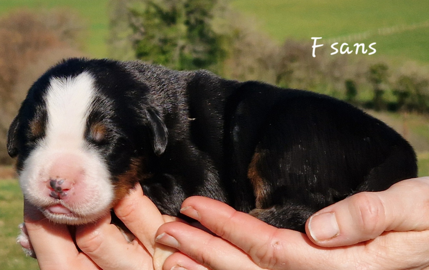 De La Colline D'Eole - Chiots disponibles - Bouvier Bernois