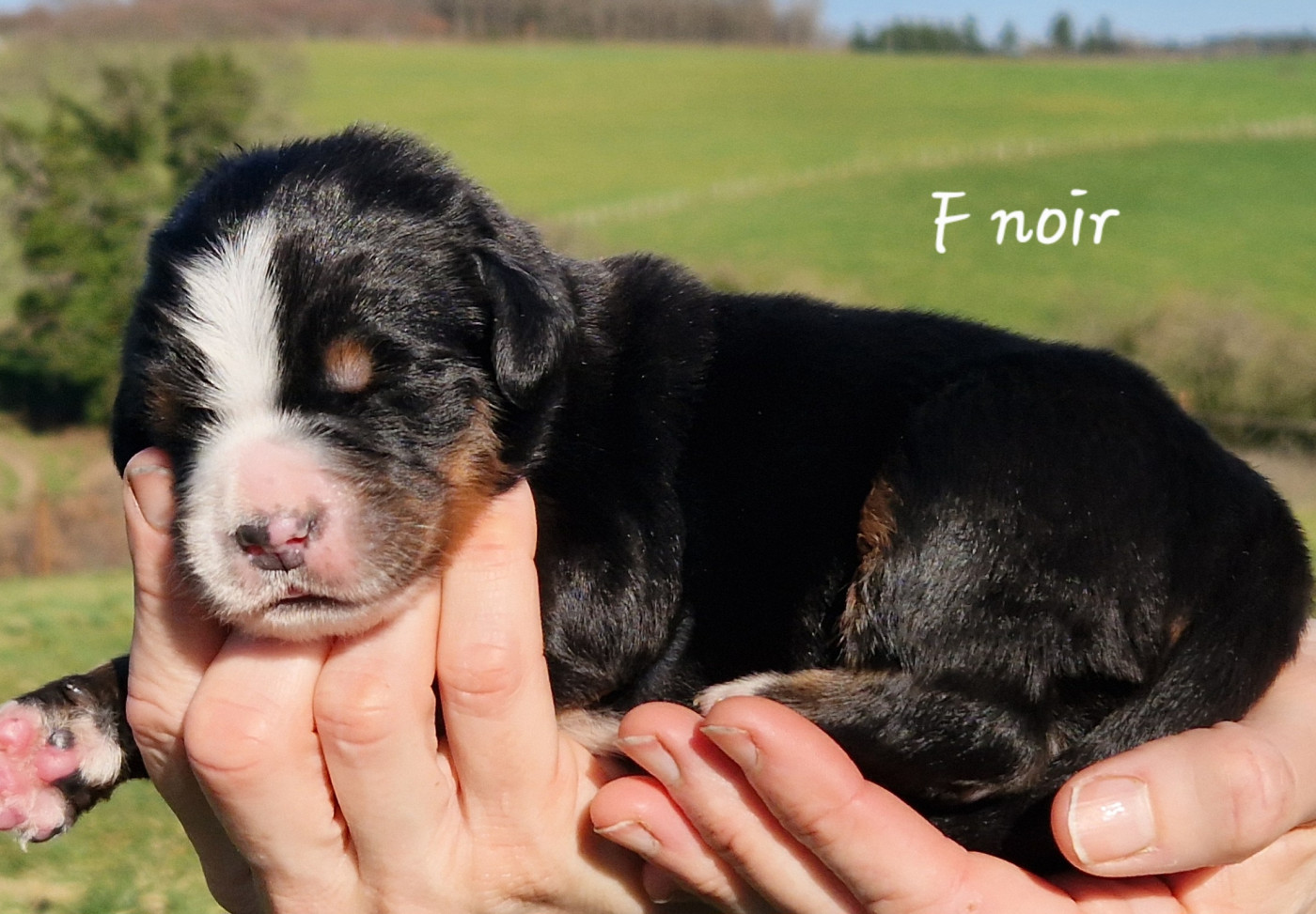 De La Colline D'Eole - Chiots disponibles - Bouvier Bernois