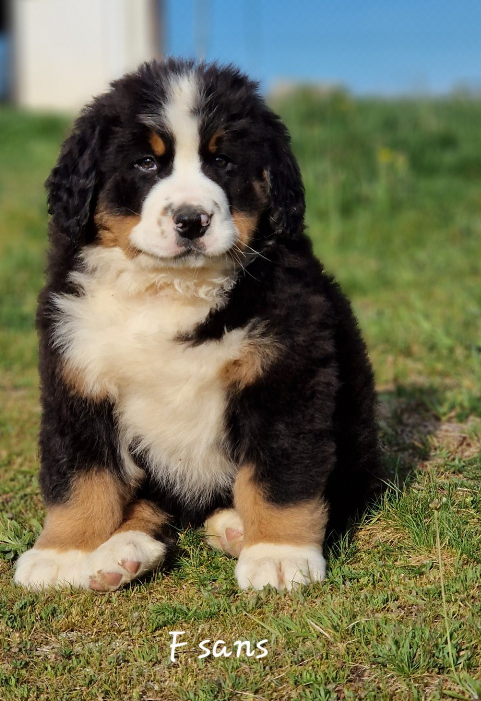 De La Colline D'Eole - Chiots disponibles - Bouvier Bernois