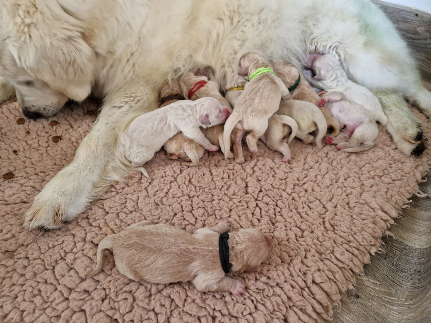 Chiot Golden Retriever De La Colline D'Eole