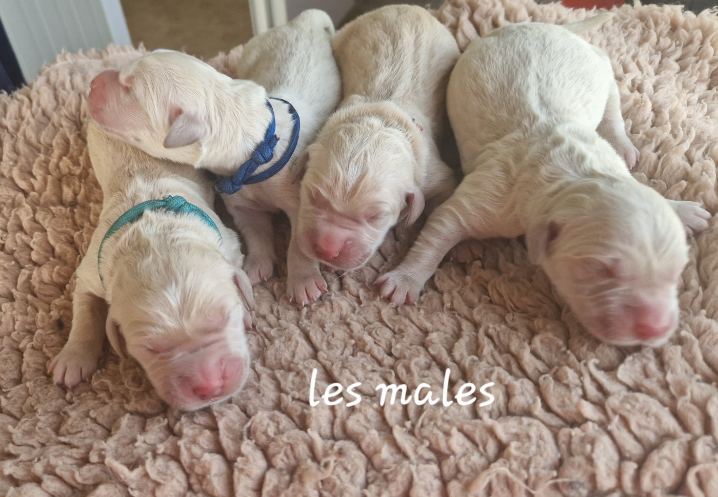 De La Colline D'Eole - Chiots disponibles - Golden Retriever