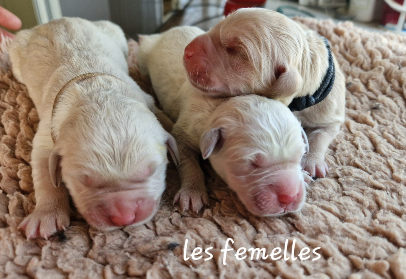 De La Colline D'Eole - Chiots disponibles - Golden Retriever