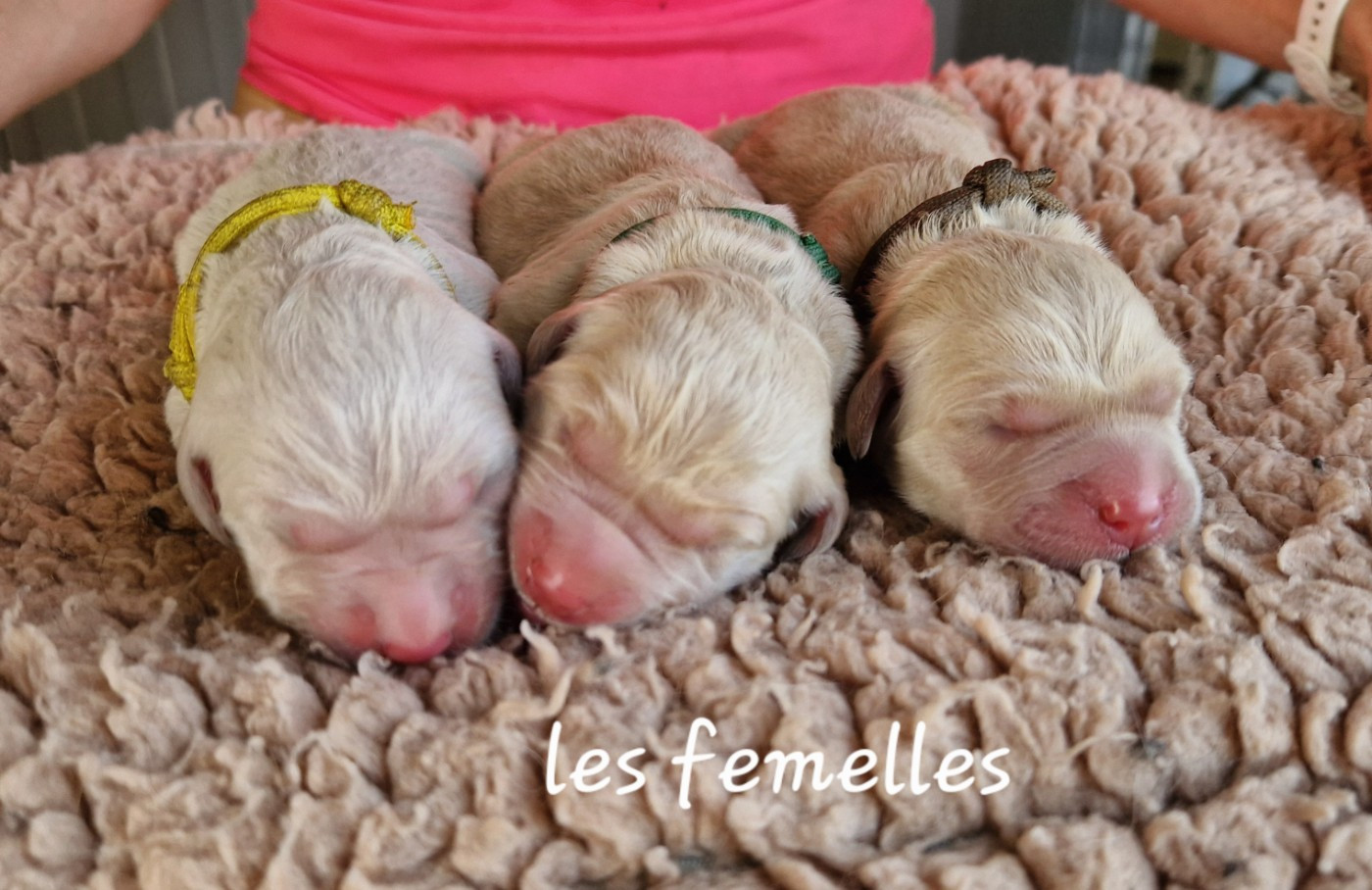 De La Colline D'Eole - Chiots disponibles - Golden Retriever