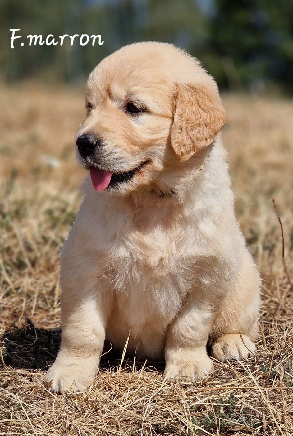 De La Colline D'Eole - Chiots disponibles - Golden Retriever