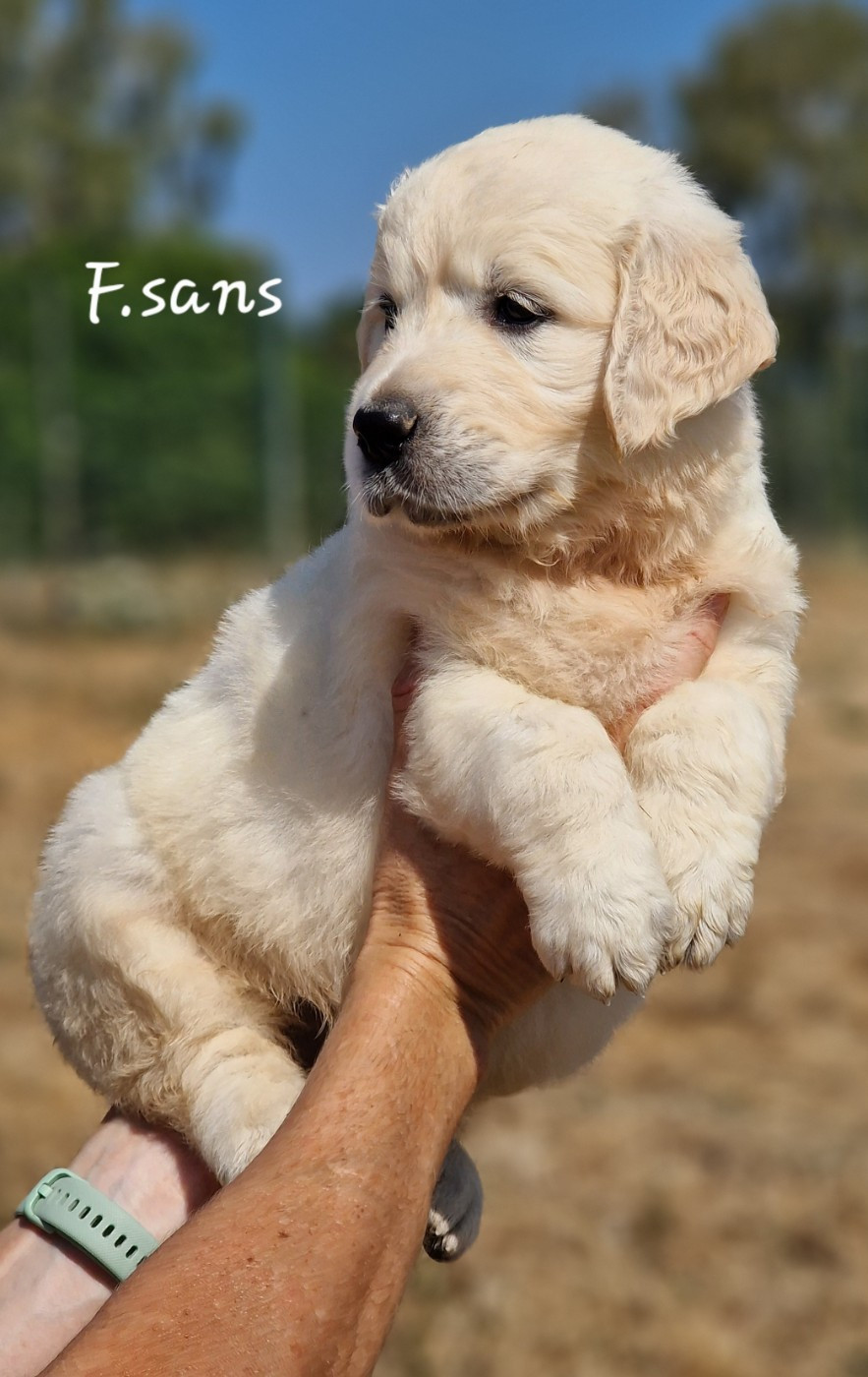 De La Colline D'Eole - Chiots disponibles - Golden Retriever