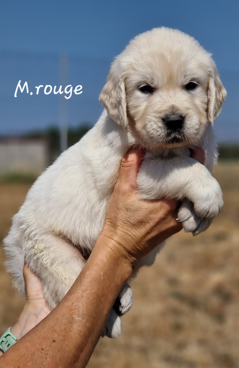 De La Colline D'Eole - Chiots disponibles - Golden Retriever