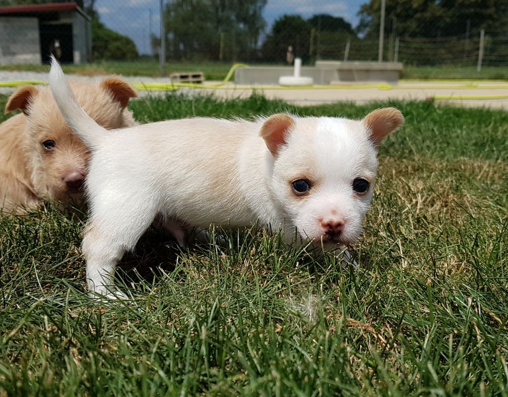 De La Colline D'Eole - Chiots disponibles - Chien de garenne portugais
