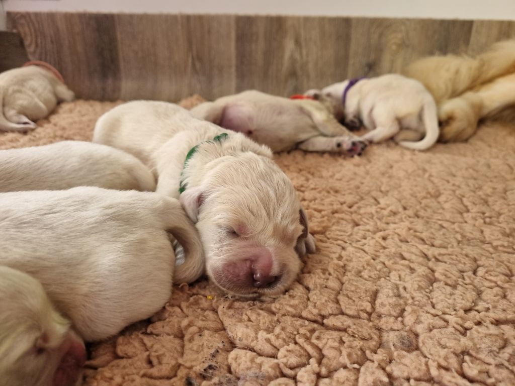 Chiot Golden Retriever De La Colline D'Eole