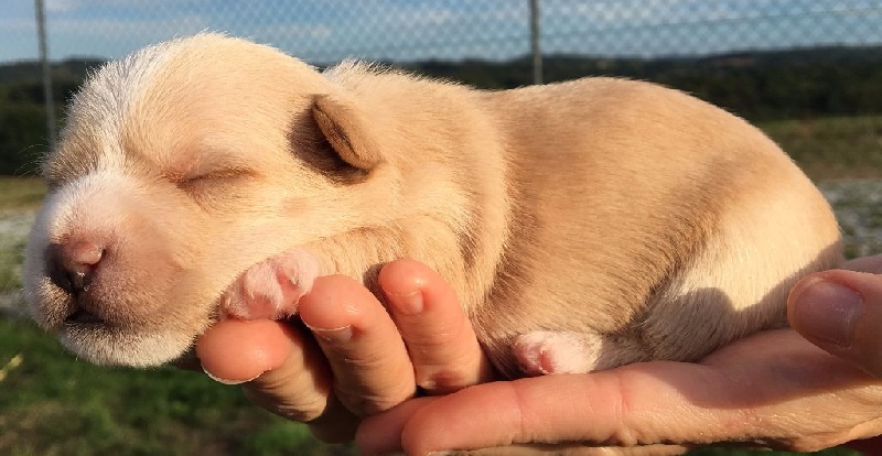 De La Colline D'Eole - Chien de garenne portugais - Portée née le 16/09/2016