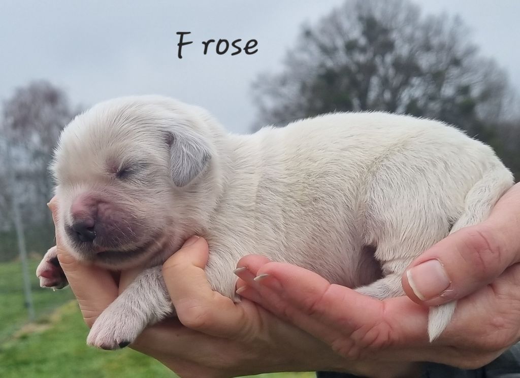 De La Colline D'Eole - Chiots disponibles - Golden Retriever