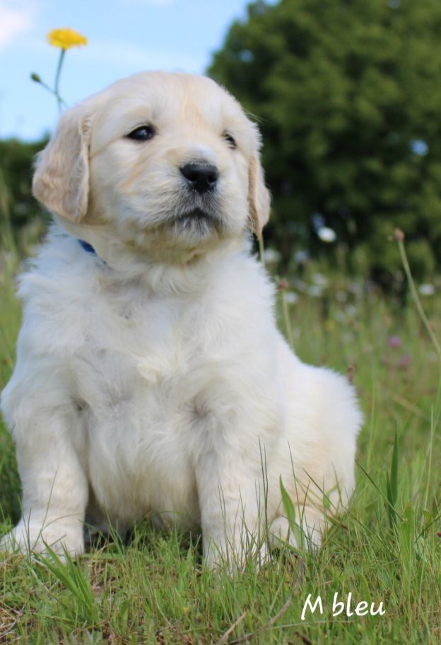 De La Colline D'Eole - Chiots disponibles - Golden Retriever