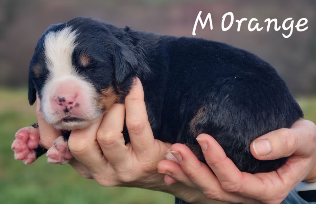 De La Colline D'Eole - Chiots disponibles - Bouvier Bernois