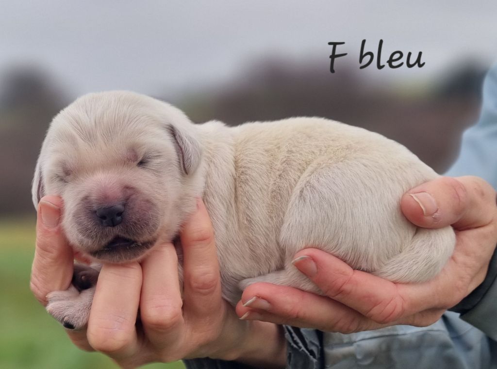 De La Colline D'Eole - Chiots disponibles - Golden Retriever