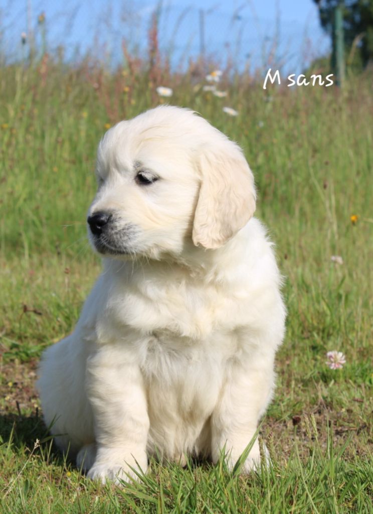 De La Colline D'Eole - Chiots disponibles - Golden Retriever