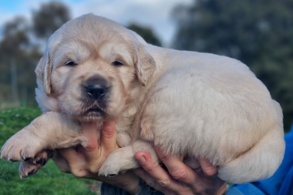 De La Colline D'Eole - Chiots disponibles - Golden Retriever