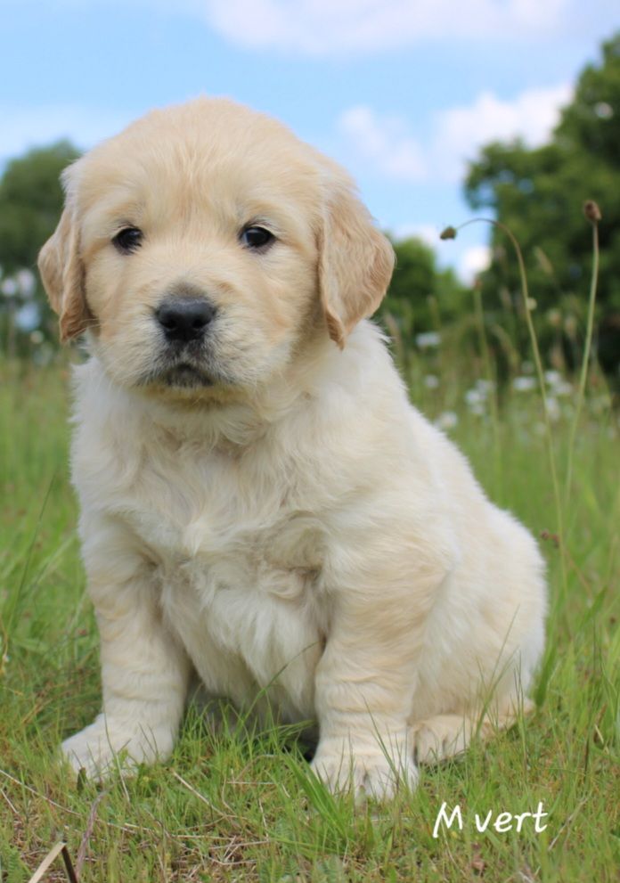 De La Colline D'Eole - Chiots disponibles - Golden Retriever