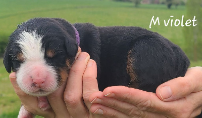 M violet