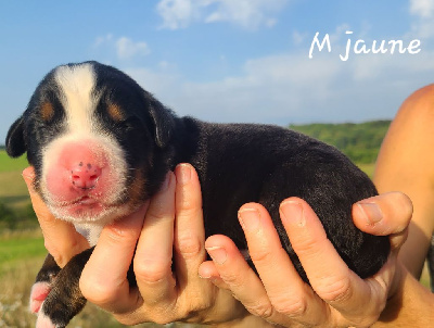 M jaune