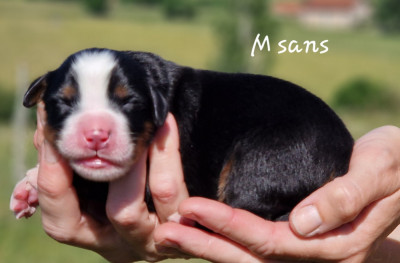 M sans