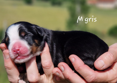 M gris