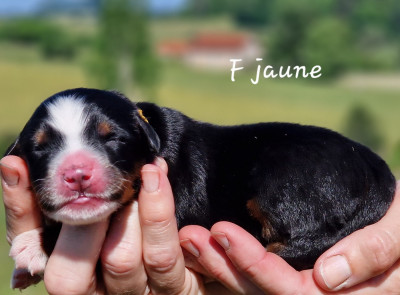 F jaune