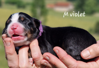M violet