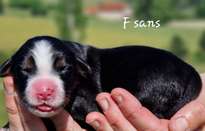 F sans