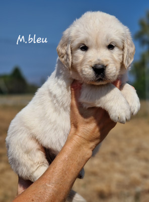 M bleu