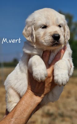 M vert