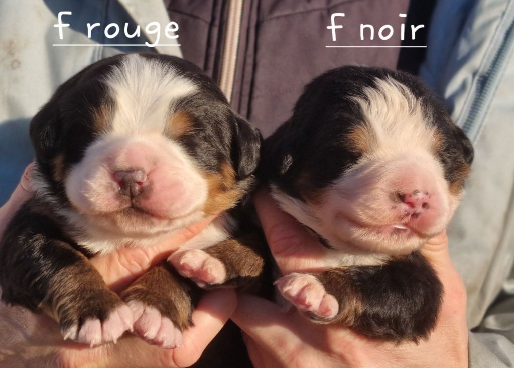 De La Colline D'Eole - Chiots disponibles - Bouvier Bernois
