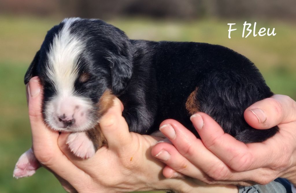 De La Colline D'Eole - Chiots disponibles - Bouvier Bernois